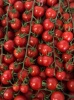 tomates_cerises_pachino