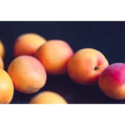 abricots_2076403350