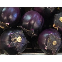 aubergines_violettes_rondes