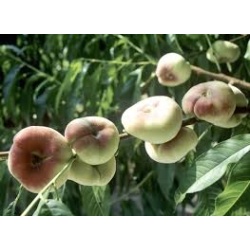 images_1
