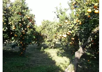 478040_166688546823928_1960391932_o