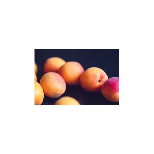 abricots_2076403350