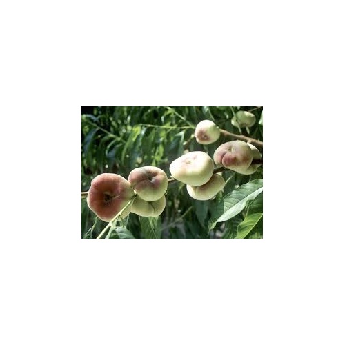 images_1