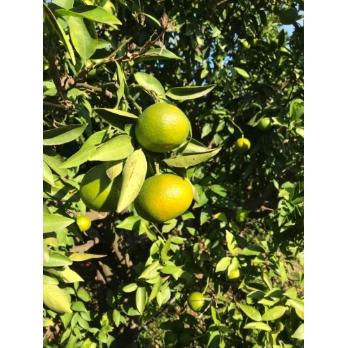 mandarines_primosole