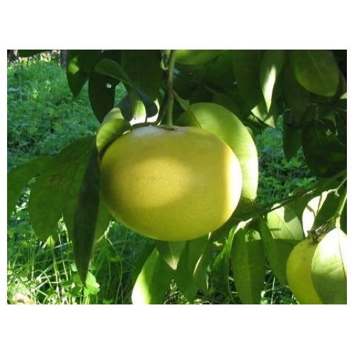 pamplemousse
